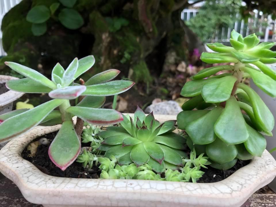 Dalat Coffee House Homestay Zewnętrze zdjęcie