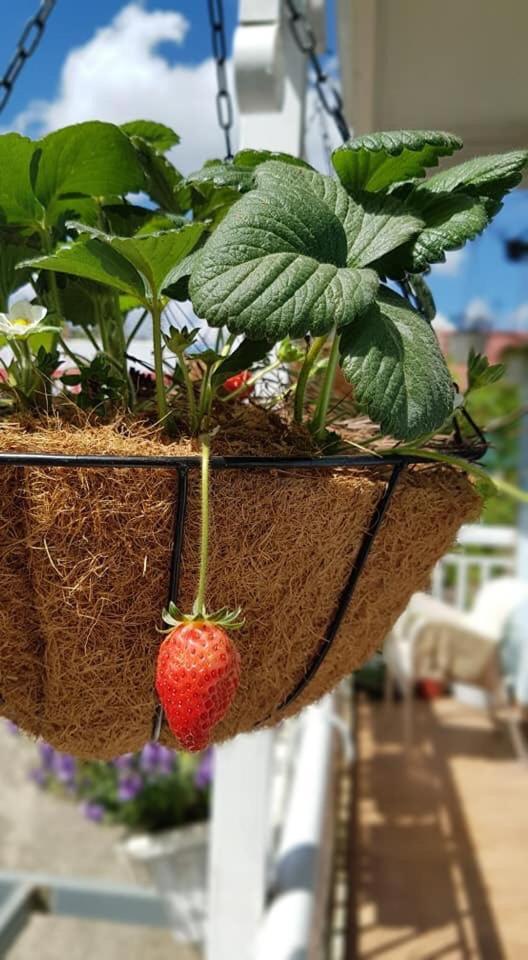 Dalat Coffee House Homestay Zewnętrze zdjęcie